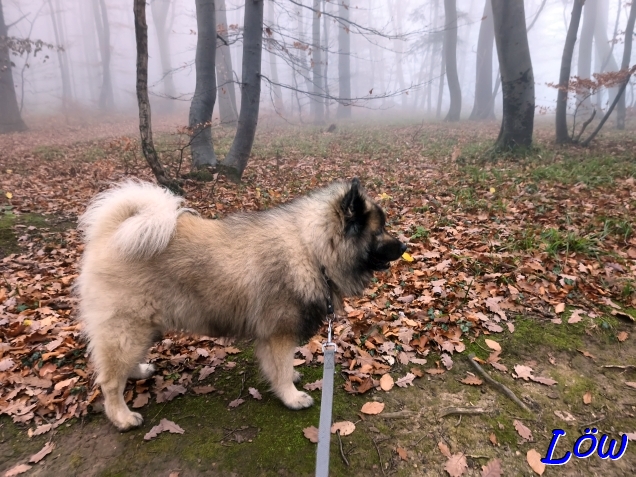 12.11.2025 - Dwix von Dartmoore